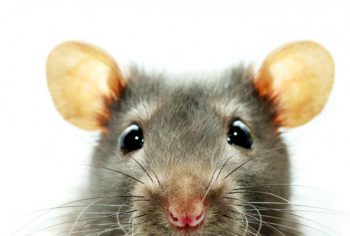 Mice, get rid of them in home