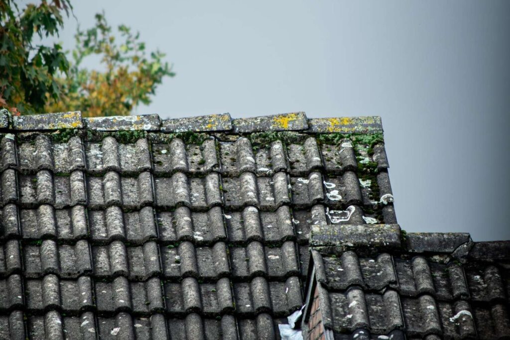 Roof Algae Central Michigan